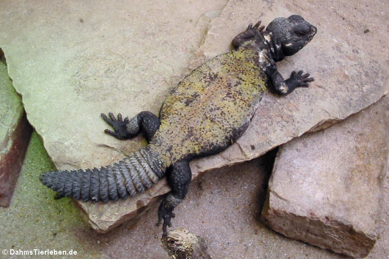 Uromastyx dispar