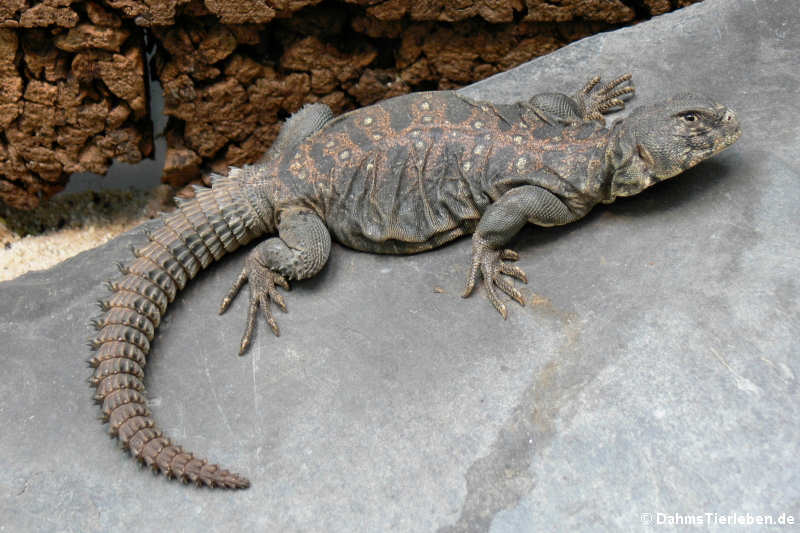 Geschmückter Dornschwanz Uromastyx ocellata-3