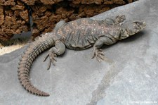 Geschmückte Dornschwanzagame (Uromastyx ocellata) im Forschungsmuseum Alexander Koenig, Bonn