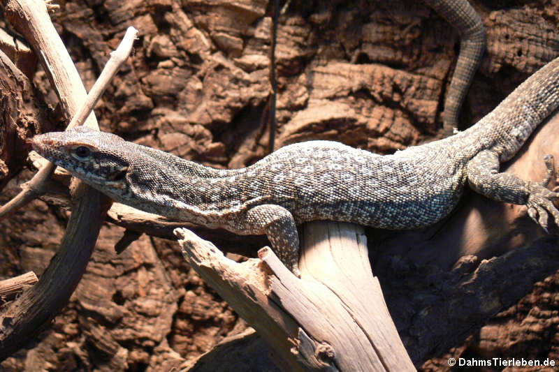Auffenbergs Waran Varanus auffenbergi-3