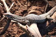 Auffenbergs Waran (Varanus auffenbergi) im Forschungsmuseum Alexander Koenig, Bonn