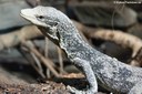 Varanus boehmei