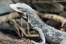 Goldgefleckter Baumwaran (Varanus boehmei) im Forschungsmuseum Alexander Koenig, Bonn