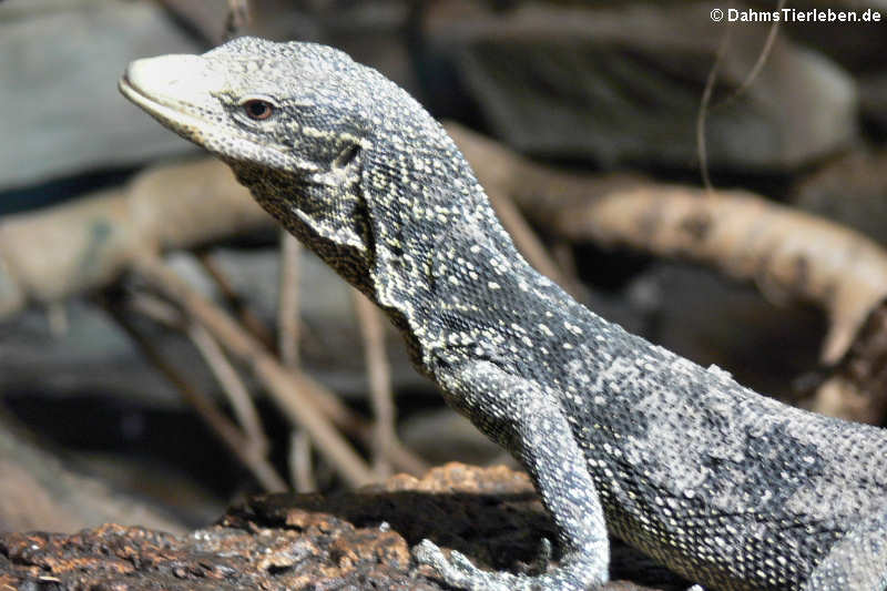 Goldgefleckter Baumwaran Varanus boehmei-1