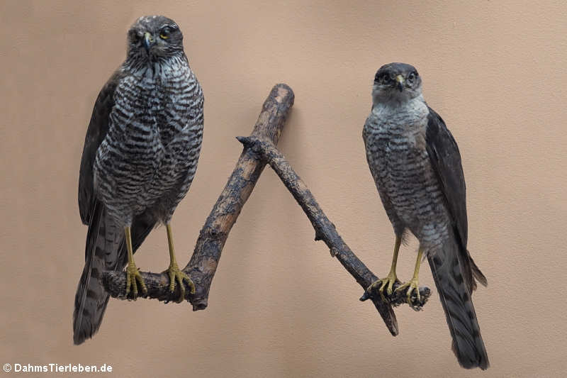 Sperber (Accipiter nisus)