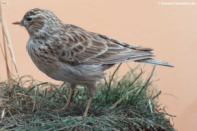 Feldlerche (Alauda arvensis)