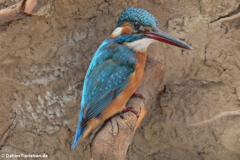 Eisvogel (Alcedo atthis)