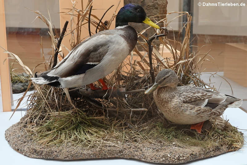 Stockenten (Anas platyrhynchos)