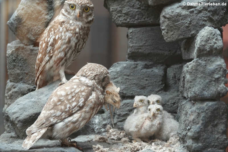 Steinkäuze (Athene noctua)