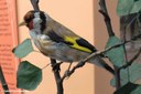 Carduelis carduelis