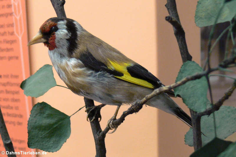 Stieglitz oder Distelfink (Carduelis carduelis)