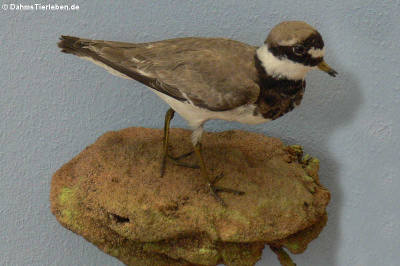 Sandregenpfeifer (Charadrius hiaticula)