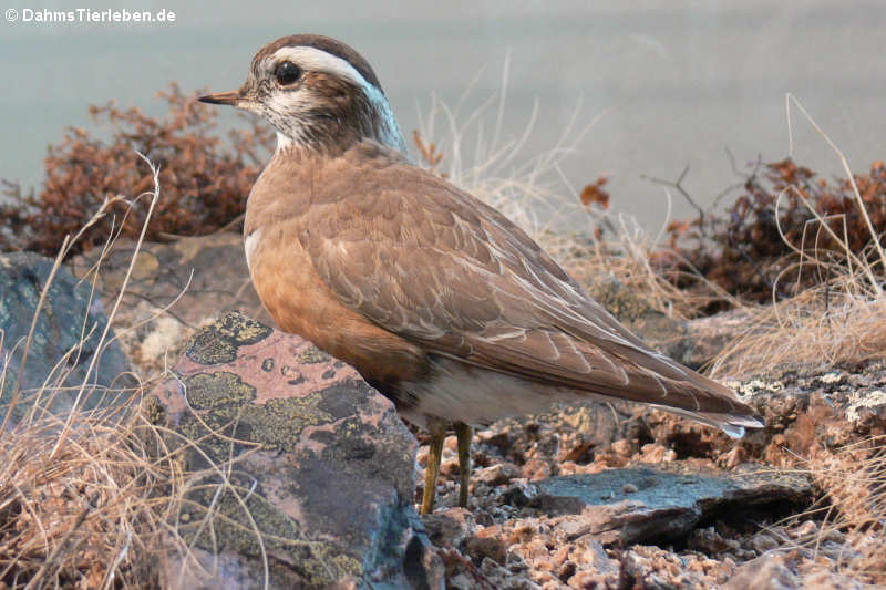 Mornellregenpfeifer (Charadrius morinellus)