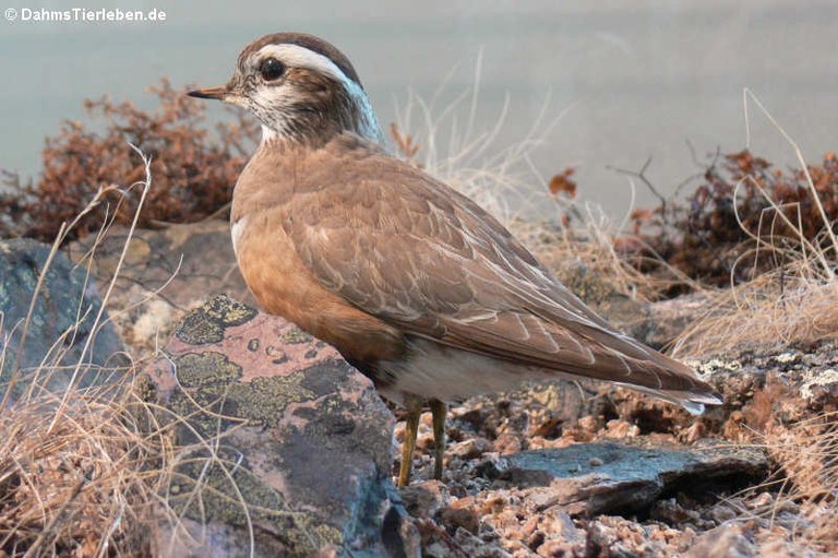 Charadrius morinellus