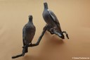 Columba palumbus