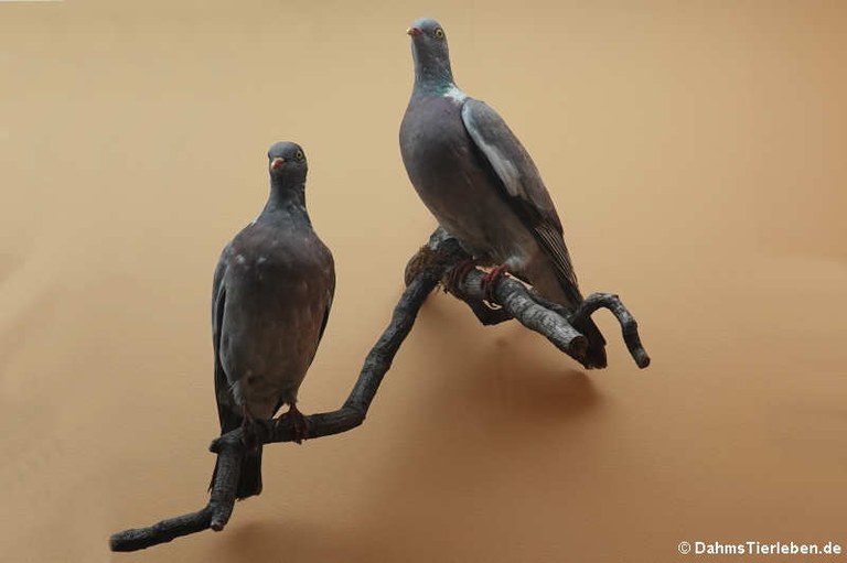 Columba palumbus