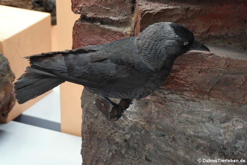 Dohle (Corvus monedula)