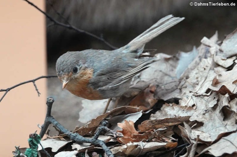 Erithacus rubecula