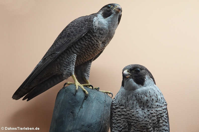 Wanderfalken (Falco peregrinus)