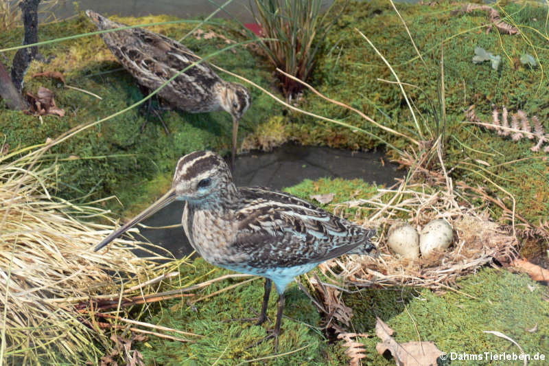 Bekassinen (Gallinago gallinago)