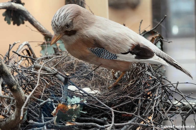 Garrulus glandarius