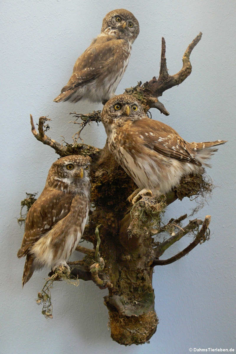 Sperlingskäuze (Glaucidium passerinum)