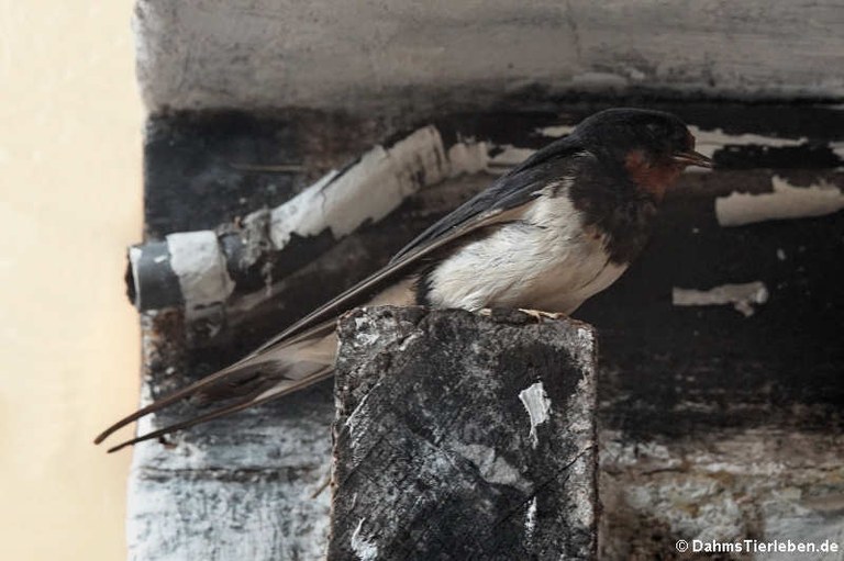 Hirundo rustica