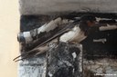 Hirundo rustica