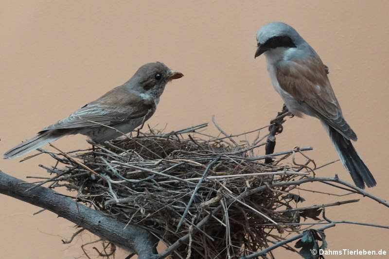 Neuntöter (Lanius collurio)