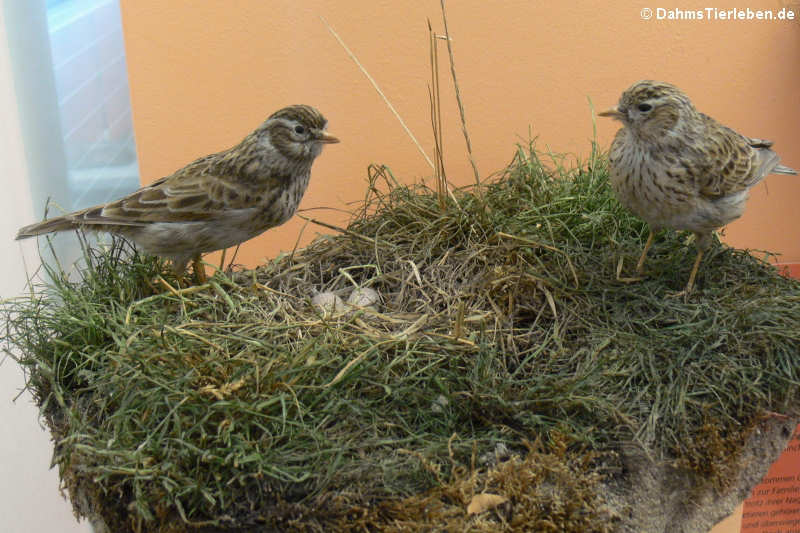 Heidelerchen (Lullula arborea)