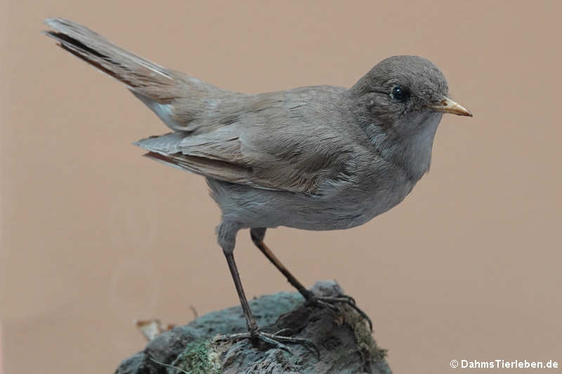 Nachtigall (Luscinia megarhynchos)