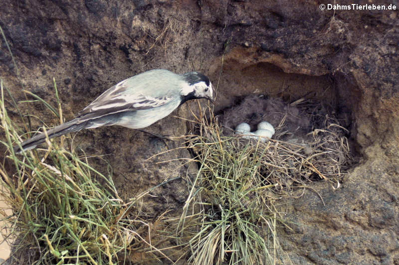 Bachstelze (Motacilla alba)