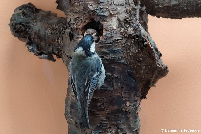 Kohlmeise (Parus major)