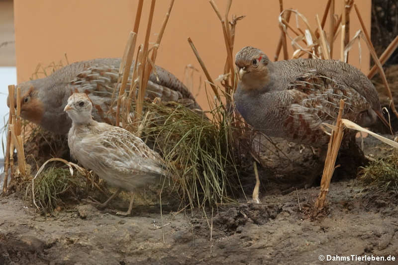 Rebhühner (Perdix perdix)