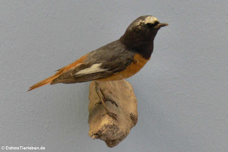 Gartenrotschwanz (Phoenicurus phoenicurus)