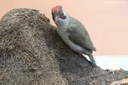 Picus viridis