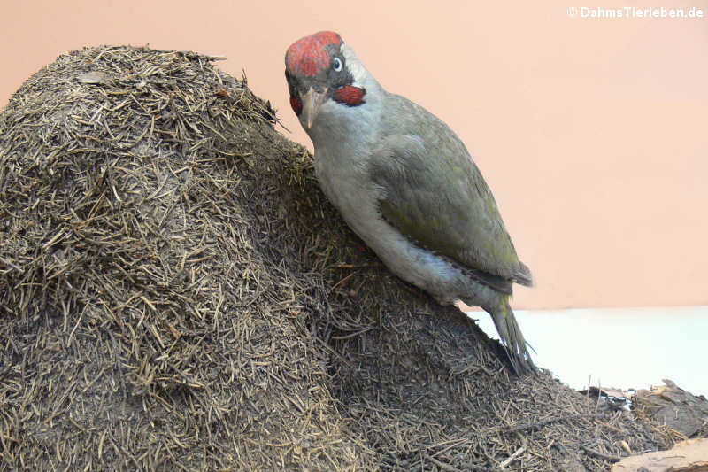 Grünspecht (Picus viridis) an einem Ameisenhaufen