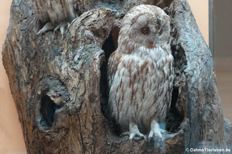 Waldkauz (Strix aluco)