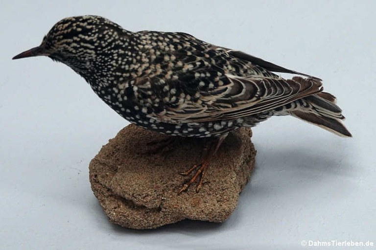 Sturnus vulgaris