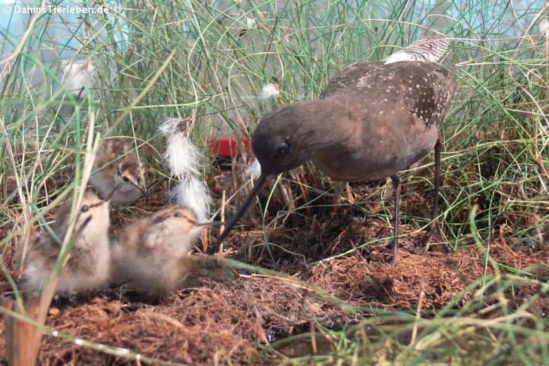 Dunkler Wasserläufer (Tringa erythropus) mit Nachwuchs