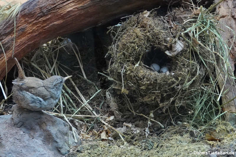 Zaunkönig (Troglodytes troglodytes)