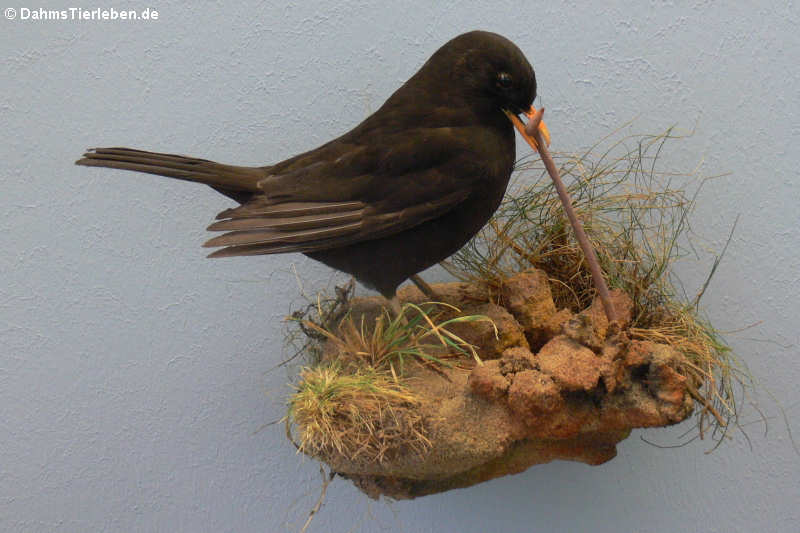 Amsel (Turdus merula)