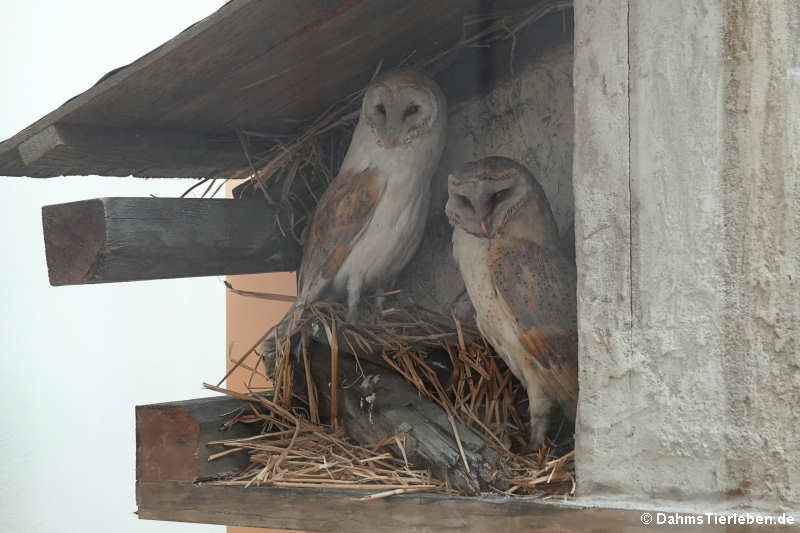 Schleiereulen (Tyto alba)