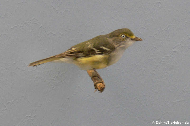 Weißaugenvireo (Vireo griseus)