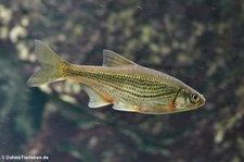 Schneider (Alburnoides bipunctatus) im Zoologischen Forschungsmuseum Alexander Koenig, Bonn