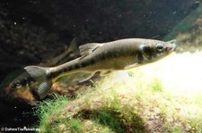 Bachschmerle (Barbatula barbatula) im Zoologischen Forschungsmuseum Alexander Koenig, Bonn