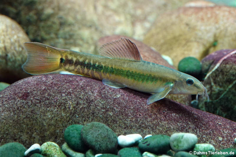 Regenbogenschmerle (Traccatichthys pulcher)