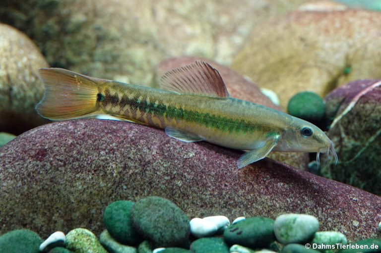 Traccatichthys pulcher