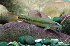 Regenbogenschmerle (Traccatichthys pulcher) im Zoologischen Forschungsmuseum Alexander Koenig, Bonn