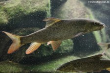 Flussbarbe (Barbus barbus) im Zoologischen Forschungsmuseum Alexander Koenig, Bonn